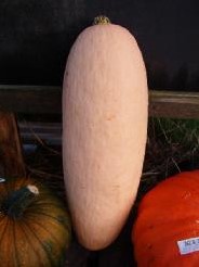 Pink Jumbo Banana