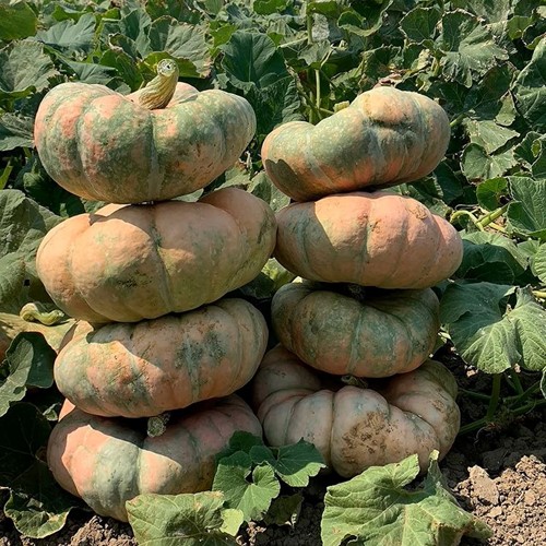 Colorado Sun F1 eetpompoen Rose-Groen pomp