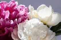 Peony & Vanilla parfum - geurolie voor Melts en Kaarsen en Zeep 20ml geurolie