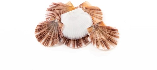 Pecten Vexilium PLAT - Jacobsschelp 1 kilo