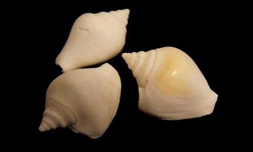 Strombus Canarium Wit ±5cm 1kg Schelpen