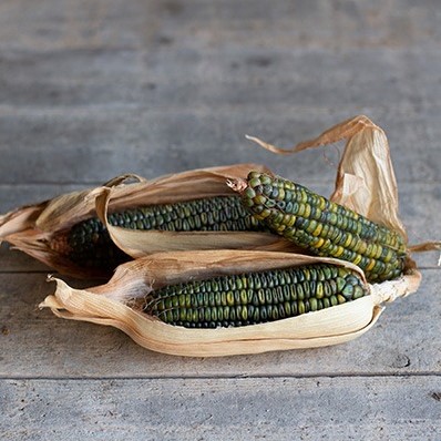 Zea Oaxacan Green Siermais