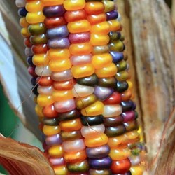 Zea Glass Gem klein Siermais grote kolven