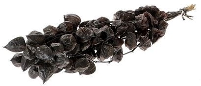 Physalis zwart 70cm in hoes zwarte bollen, droogbloem
