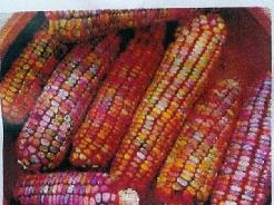 Zea Earth Tones Dent corn - 500 zaden Zea Earth Tones Dent corn