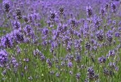 Lavendel - geurolie voor Melts en Kaarsen en Zeep 20ml