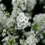 Sering parfum - geurolie voor Melts en Kaarsen en Zeep 20ml geurolie