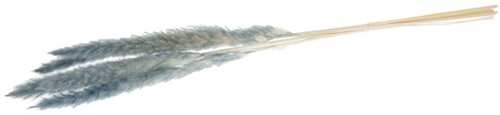 Pampas grass Jaxx 65-75cm 6pc - Mint Green Pampas grass Jaxx 65-75cm 6pc -  