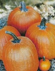 ( Super) Hercules F1 Halloween