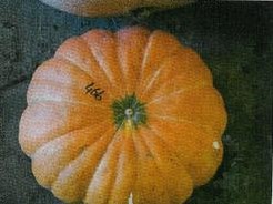 Moranga Exposicao 