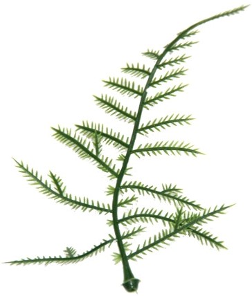 PLASTIC ASPARAGUS blad / zak 100st zelf bloemen maken