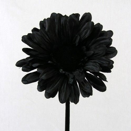 Gerbera 54 cm Black, Zwart Gerbera