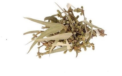 Bundeltje Eucalypthus met besjes droogbloemen