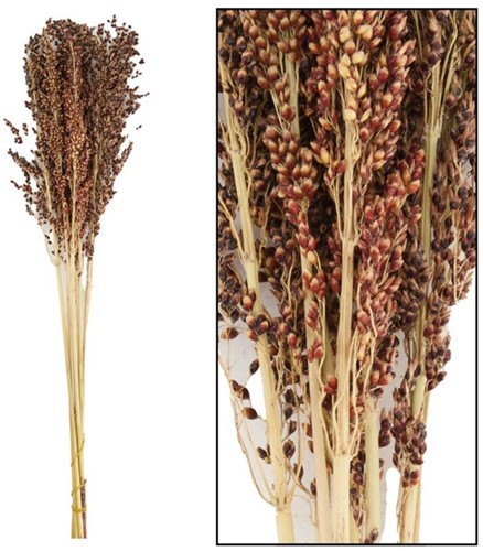 Siergras 8st 40-65 cm droogbloemen 