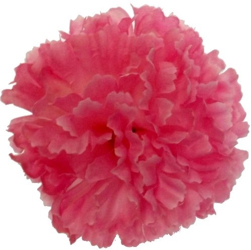  Anjerpick Roze  / stuk Anjerpick