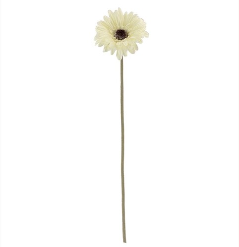 Zijde Gerbera 53cm SINGLE GERBERA DRY COLOUR CREAM/ st aparte kleur Zijde Gerbera  