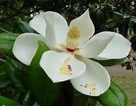 Magnolia - geurolie voor Melts en Kaarsen en Zeep 20ml