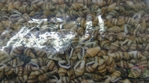 Nassa mix 1 kilo