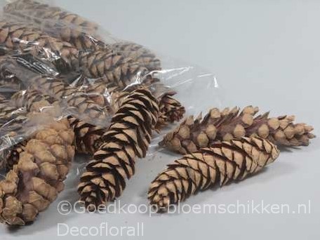 Denneappel STROBUS Naturel 20-25cm.per stuk  Grote denneappel
