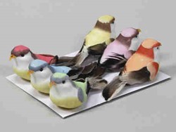 Vogeltjes en Kuikentjes
