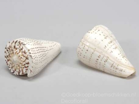 Conus Pulli Valai Poo schelpen 5 stuks