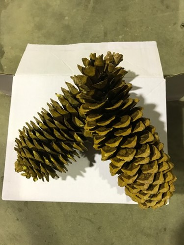 Denneappel Sugar Pine  SUPERGROOT +/- 30-35cm/stuk denneappel