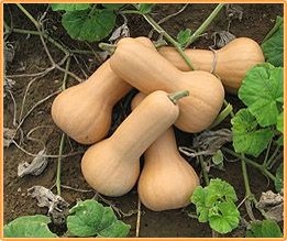 Maxim F1 Butternut - 1000 zaden Flespompoen Butternut