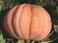 Rode en Roze Eetpompoenen Cuc. Maxima