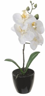 Orchidee in pot 34cm. h WIT Orchidee in pot 34cm.