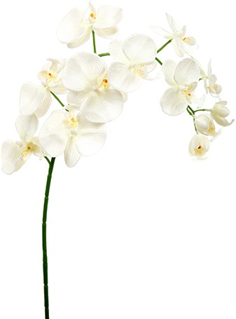 PHALAENOPSIS Orchidee SPRAY IVORY 94 cm. PHALAENOPSIS ORCHID SPRAY