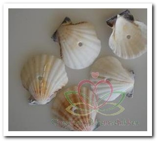 Actie Pecten Vexillum White Geboord Hole 4 mm / kg Geboorde schelpen