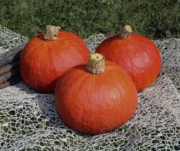 Rabea F1 Hokkaido  Winter squash