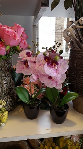 Orchidee in pot 34cm. h fuchsiapaars/wit Orchidee in pot 34cm. h fu