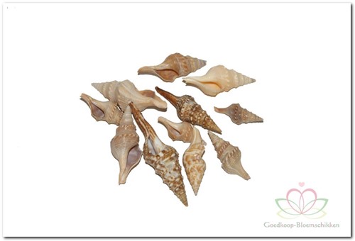 Chinna schelpen 750 gram