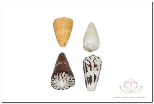 Schelpenmix Cones Conus 1 kilo
