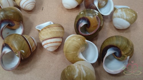 Helicostyla Florida schelpen ±3 cm. 12 stuks