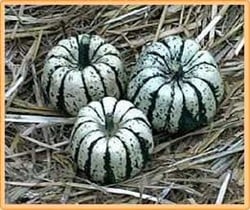 Groenwitte Squash Cuc. Maxima