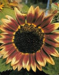 Helianthus Marley F1   