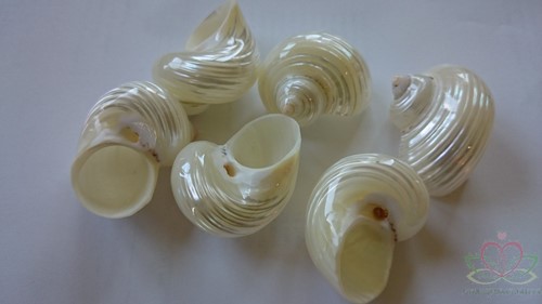 Turbo Silvermouth schelpen parelmoer, 5 cm. 6 stuks