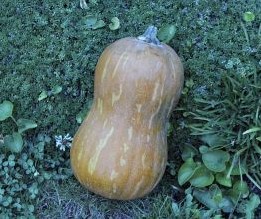 Butternut Valencia - 50 zaden Butternut flespompoen