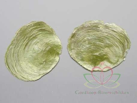 Capiz Camar schelpen lichtgroen, 250 gram