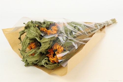 Zonnebloem Sunflower Helianthus Bundel +/- 60cm droogbloemen in hoes