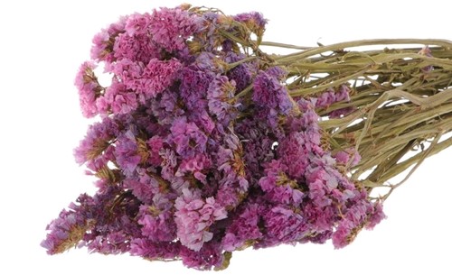 Statice sinuata natural Purple/Pink Lamsoor