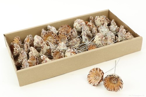 Stem Protea compacta rose op draad -/ 55st Muirrii