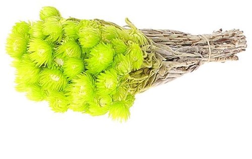 Capblumen Kaapsbloemen bundel 40 cm Lime groen +/- 35st droogbloemen