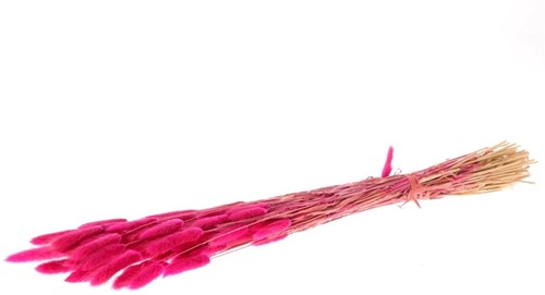 Lagurus Ovatus 100 gr in hoes Dark Pink Pluimgras graspluimen