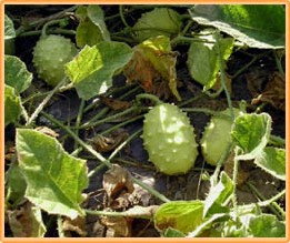 Cucumis Aculeatus BE = sier Cucumis Aculeatus BE = si