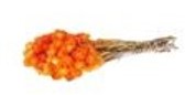 Capblumen Kaapsbloemen bundel 40 cm Oranje +/- 35st droogbloemen