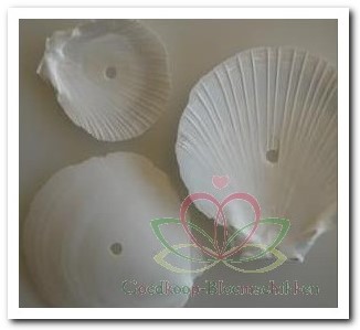 Actie Amusium Japonicum Geboord Hole 4 mm / kg Geboorde schelpen