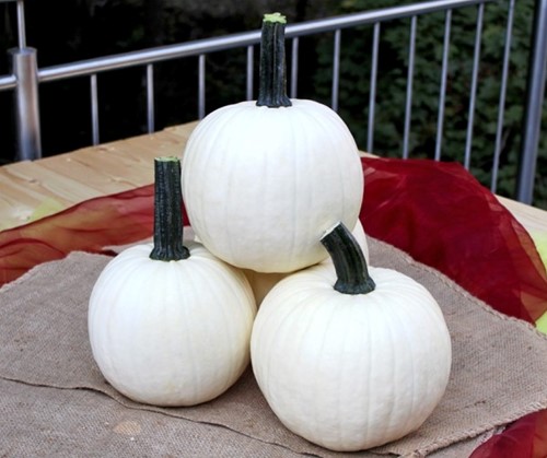 Homestyle F1 PMT halloweenpompoen, zaden Lichtgele Halloween pompoen, gewicht tussen +/- 5-6 kg-2